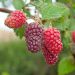 Tayberry ou mûre-framboise