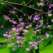 Thalictrum Splendide