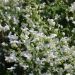 Thalictrum Splendide Album