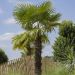 Palmier Trachycarpus fortunei ou Trachycarpus excelsa