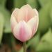 Tulipe Darwin Apricot Pride