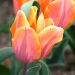 Tulipe Triomphe Princesse Irène