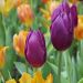 Tulipe Triomphe Purple Flag