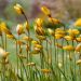 Tulipe botanique sylvestris