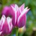 Tulipe Fleur de Lis Ballade