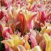 Tulipe Fleur de Lis Marianne