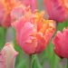 Tulipe Perroquet Amazing Parrot
