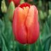 Tulipe Simple Tardive Avignon