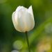 Tulipe Simple Maureen