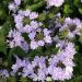 Verveine VIRGO Lavender Star