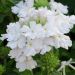 Verveine VIRGO White