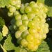 Vigne de table Chasselas Doré
