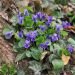 Violette odorante
