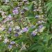 Vitex Latifolia - Gattilier