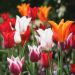 Tulipes à Fleurs de Lys en mélange