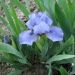 Iris Nains Bleus