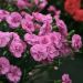 Oeillet anglais 'Tickled Pink', oeillet mignardise ou Dianthus plumarius