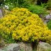 Alysse Corbeille d'or ou Alyssum saxatile