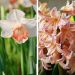 Assortiment Les Abricots : Narcisses + Jacinthes