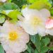 Bégonia CASCADE ODORATA ® Blanc / Rose