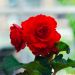 Begonia cascade odorata ® rouge/rose