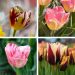 Collection de 40 Tulipes Triomphe