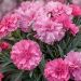 Oeillet nain Whatfield Can Can ou Dianthus hybridus