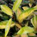 Elaeagnus X ebbingei 'Limelight', arbuste Meilland Richardier
