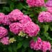 Hortensia ou Hydrangea macrophylla Sybilla