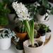 Jacinthes blanches en pot prêtes à fleurir