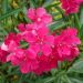 Laurier-rose ou Nerium oleander Claudia