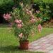 Laurier-rose ou Nerium oleander Minouche
