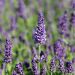 Lavande vraie ou Lavandula angustifolia Ellagance Purple