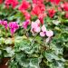 MINI-CYCLAMEN