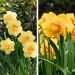 Narcisses doubles en mélange