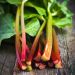 Rhubarbe Victoria BIO