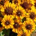 Rudbeckia annuel nain Spotlight
