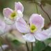 Clématite des montagnes ou Clematis montana GIANT STAR ® ‘Gistar’