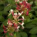 Chèvrefeuille des haies ou Lonicera periclymenum CAPRILIA ® Imperial ‘Inov86’