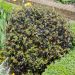Pittosporum tenuifolium 'Tom Thumb' boule Meilland Richardier