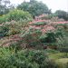 Arbre de soie, acacia de Constantinople ou Albizia julibrissin