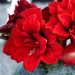 Amaryllis Double King