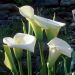 Arum d'Ethiopie blanc
