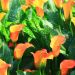 Arum Hotshot