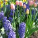 Assortiment Bretagne : Tulipes + Jacinthes