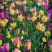 Assortiment Vintage : Narcisses + Tulipes + Jacinthes