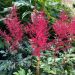 Astilbe rouge Etna, Astilbe X arendsii
