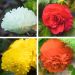 Bégonias à fleurs d'oeillet en mélange