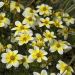 Bidens Spicy Electric White