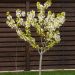 Cerisier nain GARDEN BING ®